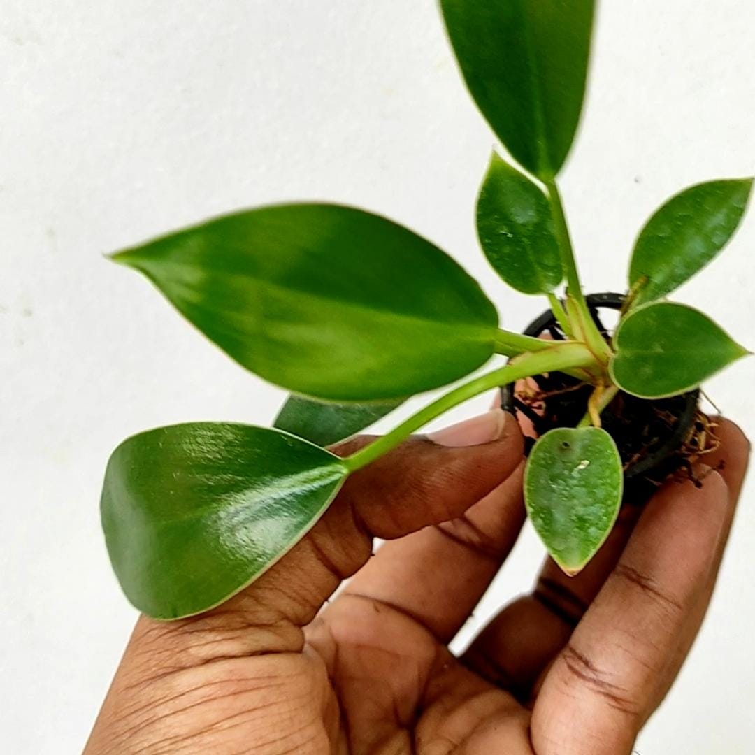 Philodendron Birkin Pink (single plant pot) - Image 3