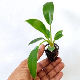 Philodendron Birkin Pink (single plant pot)