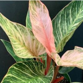 Philodendron Birkin Pink (single plant pot)