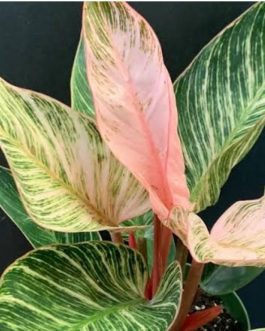 Philodendron Birkin Pink (single plant pot)