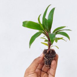 Cordyline Coffee (large plant )