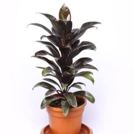 Cordyline Coffee (large plant )