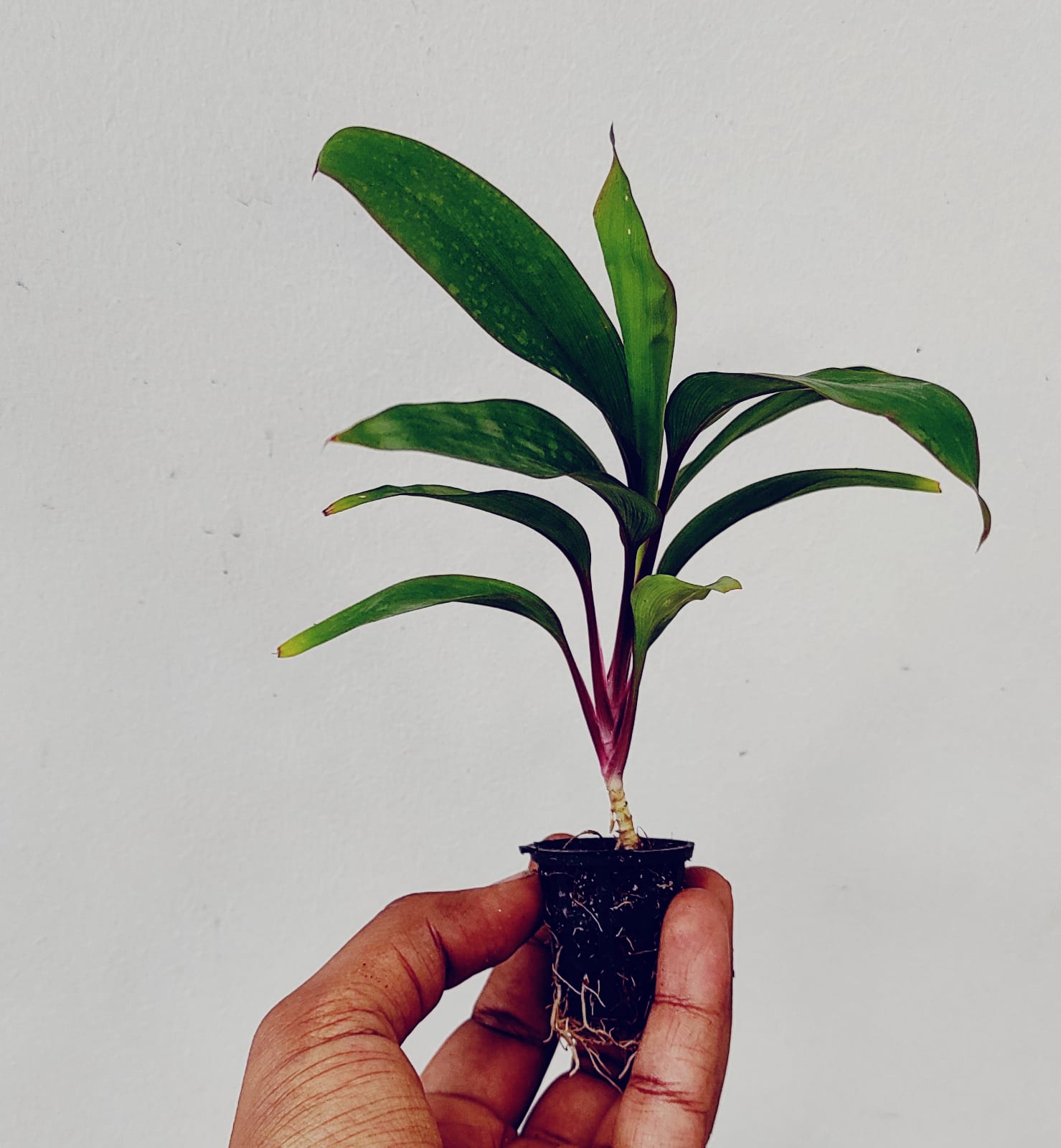 Cordyline Kiwika (single plant pot) - Image 6