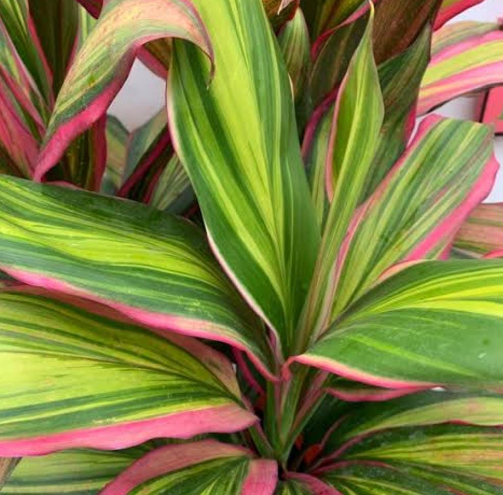 Cordyline Kiwika (single plant pot) - Image 5