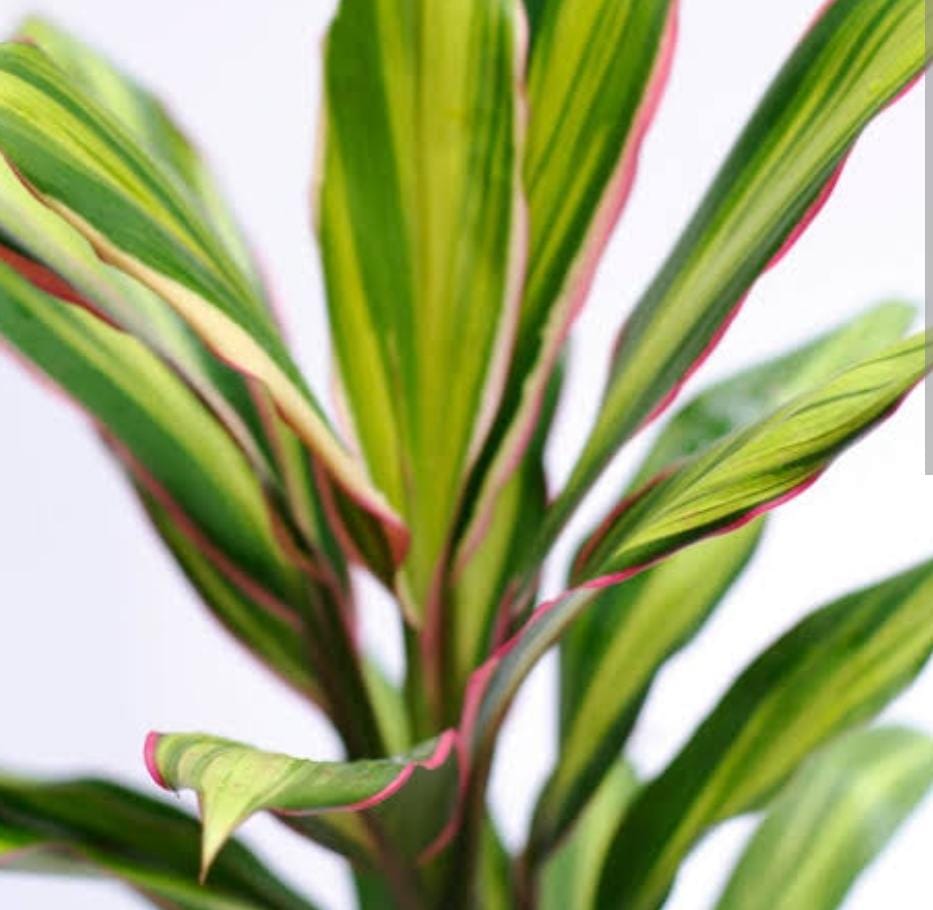 Cordyline Kiwika (single plant pot) - Image 3