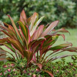 Cordyline Kiwika (single plant pot)