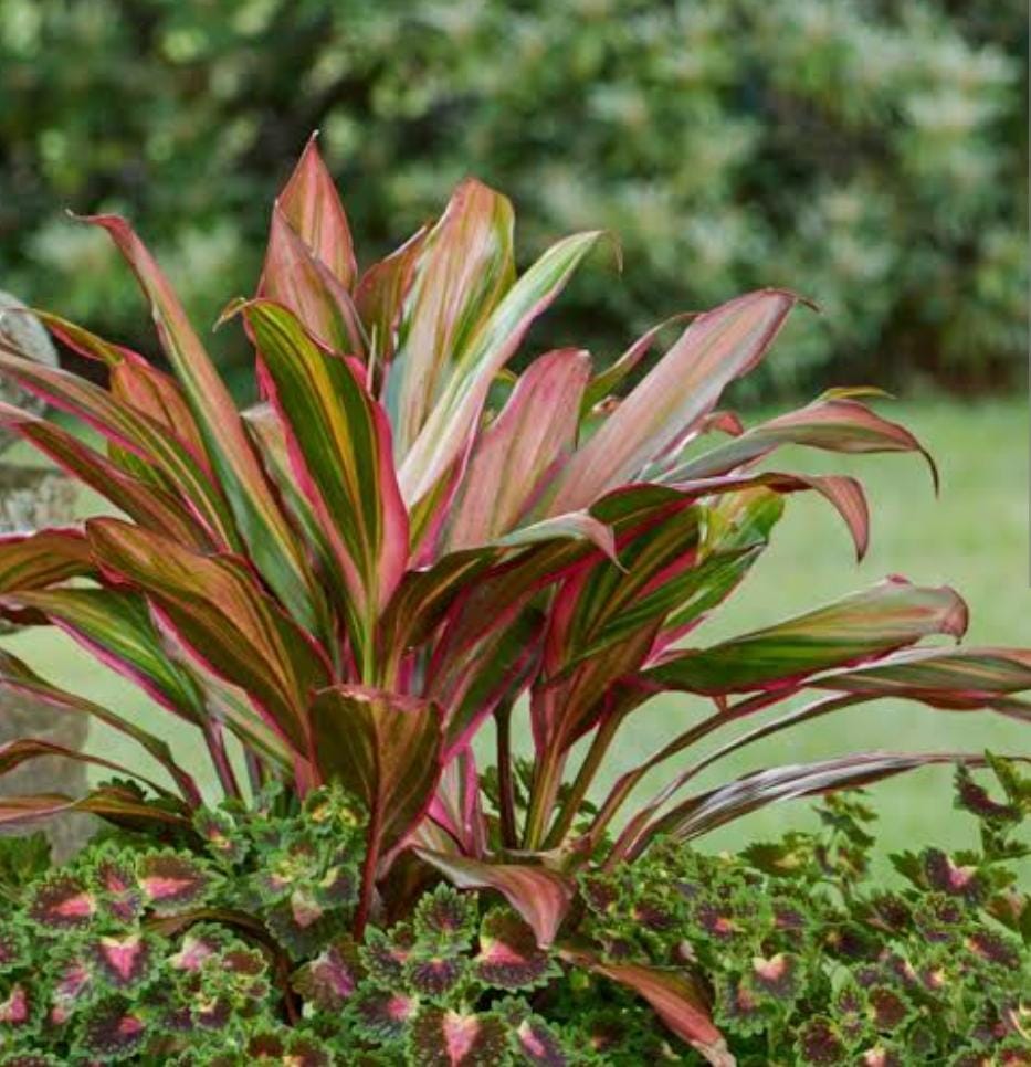 Cordyline Kiwika (single plant pot) - Image 2