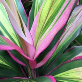 Cordyline Kiwika (single plant pot)