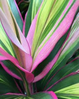 Cordyline Kiwika (single plant pot)