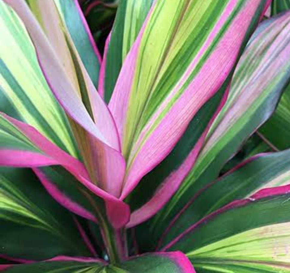 Cordyline Kiwika (single plant pot)