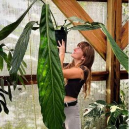 Anthurium Big Bill (Single plant pot)