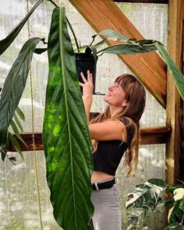 Anthurium Big Bill (Single plant pot)