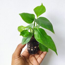 Anthurium Big Bill (Single plant pot)