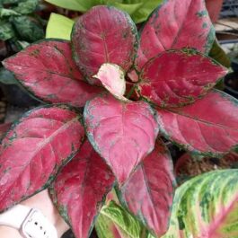Aglaonema Red Marun (single plant)