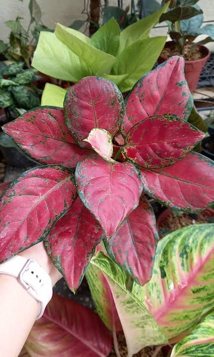 Aglaonema Red Marun (single plant)