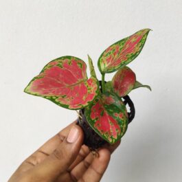 Aglaonema Red Marun (single plant)