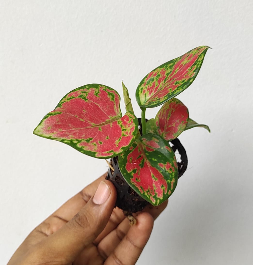 Aglaonema Red Marun (single plant) - Image 2