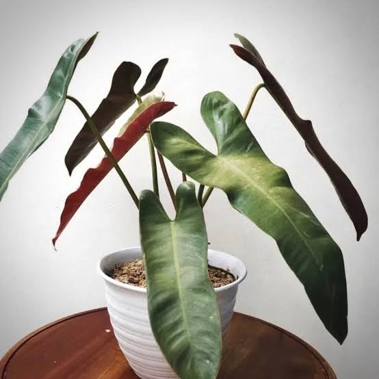 Philodendron Atabapoense (single plant pot)