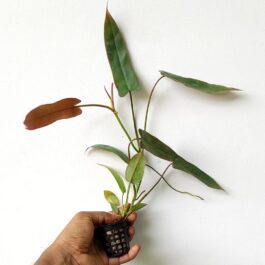 Philodendron Atabapoense (single plant pot)