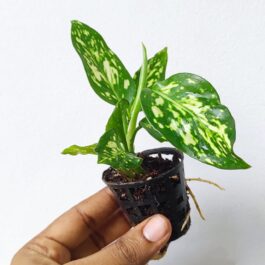 Aglaonema Snow White (small single plant pot)