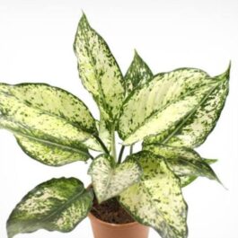 Aglaonema Snow White (small single plant pot)