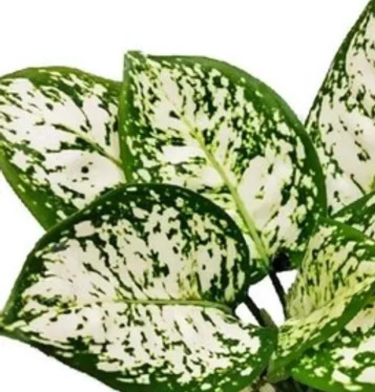 Aglaonema Snow White (small single plant pot) - Image 4