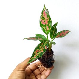 Aglaonema Night Sparkle (small single plant pot)