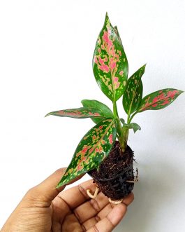 Aglaonema Night Sparkle (small single plant pot)