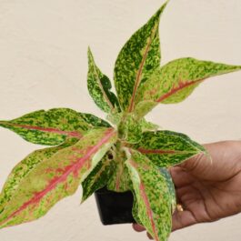 Aglaonema Night Sparkle (small single plant pot)
