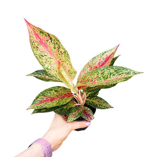 Aglaonema Night Sparkle (small single plant pot) - Image 4