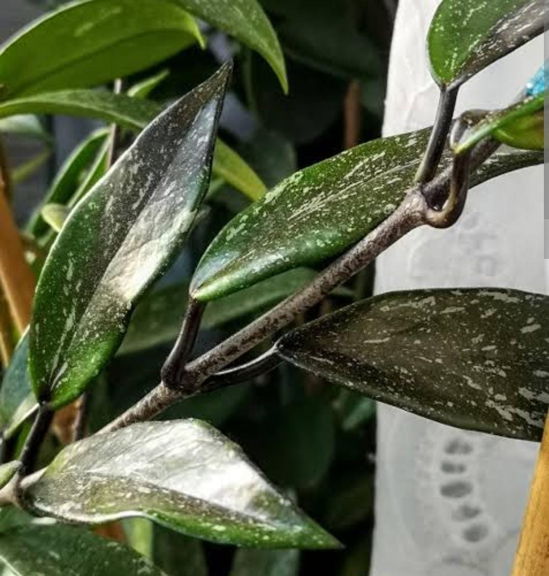 Hoya RHP (single plant) - Image 4