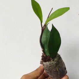Hoya RHP (single plant)