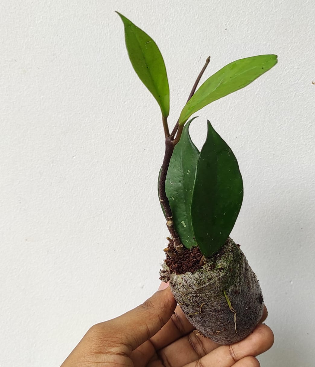 Hoya RHP (single plant) - Image 2
