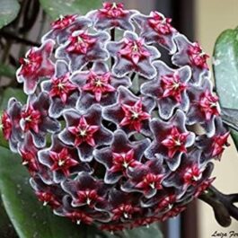 Hoya RHP (single plant)