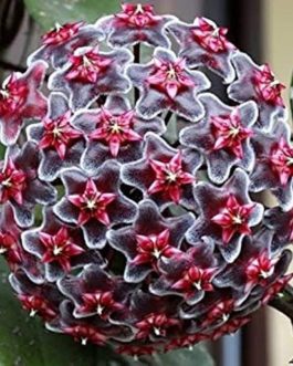 Hoya RHP (single plant)