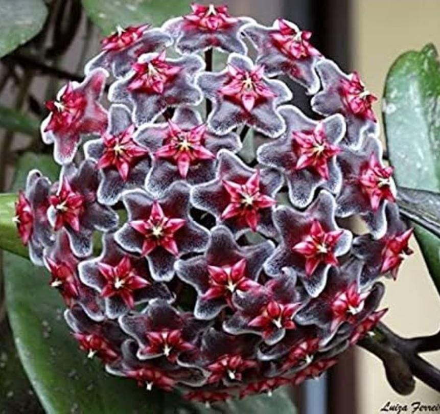 Hoya RHP (single plant)