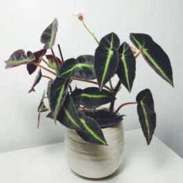 Begonia listada (single plant in jiffy)