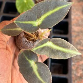 Begonia listada (single plant in jiffy)