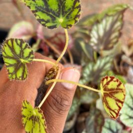 Begonia Tiger Paws (jiffy sized)