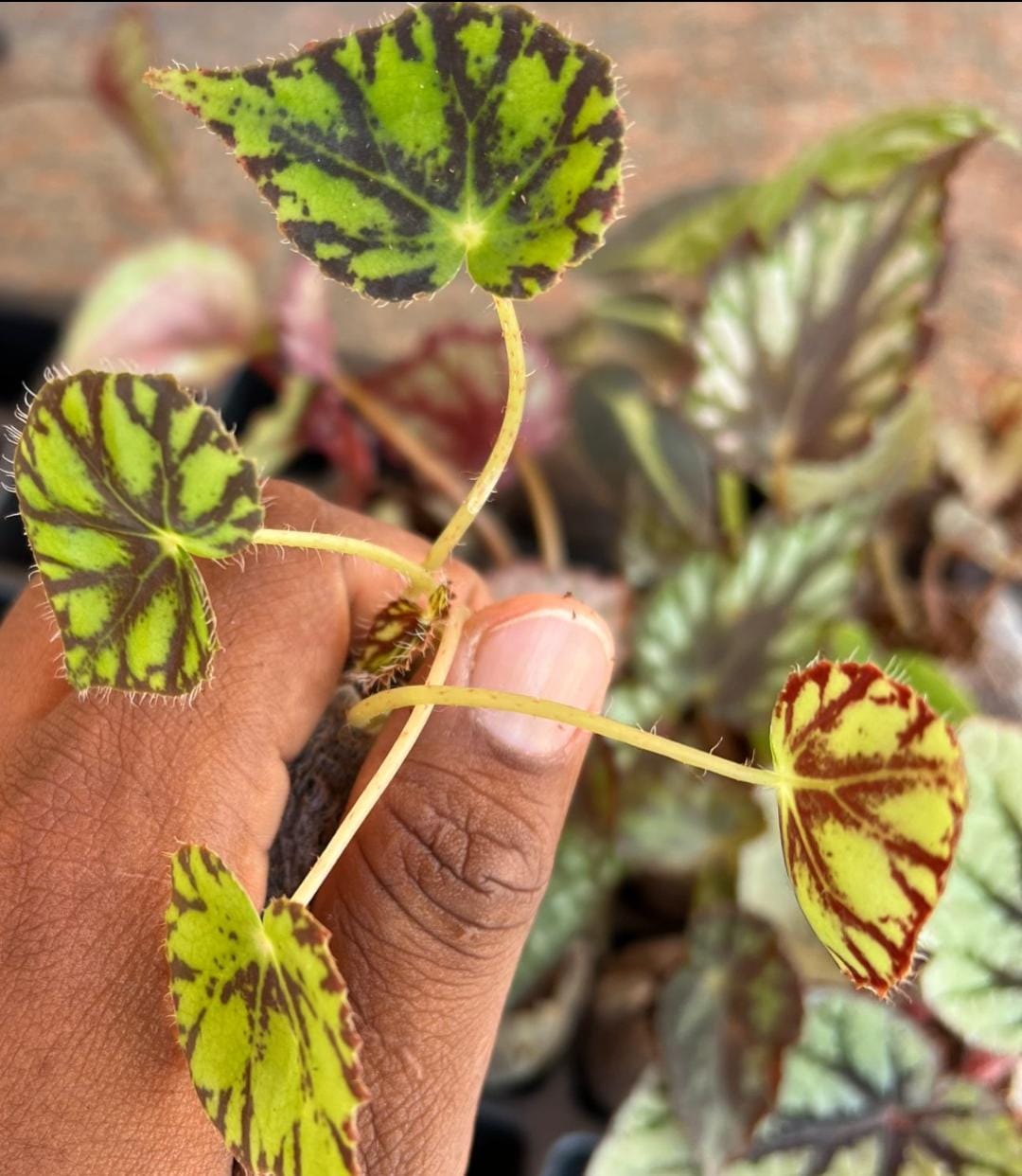 Begonia Tiger Paws (jiffy sized) - Image 2
