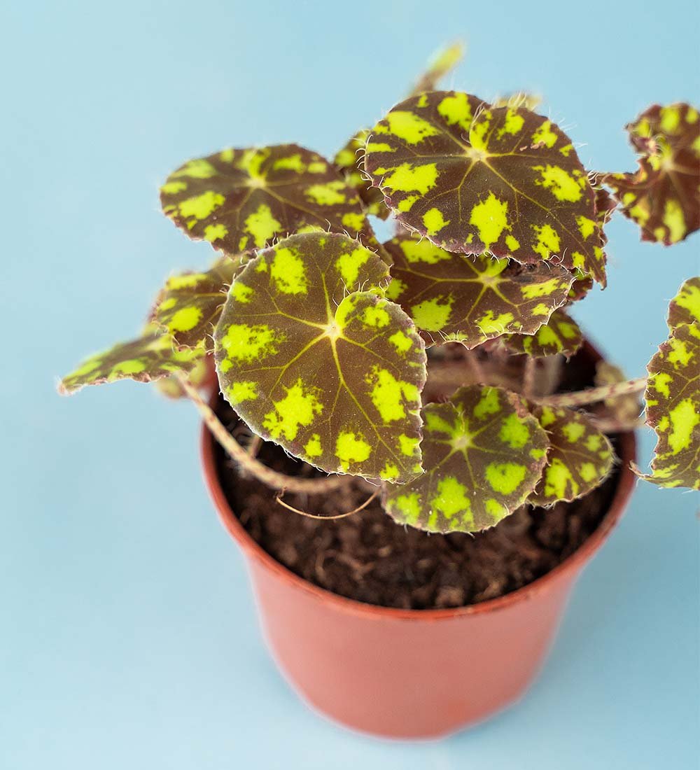 Begonia Tiger Paws (jiffy sized) - Image 3