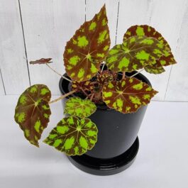 Begonia Tiger Paws (jiffy sized)