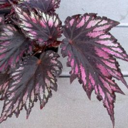 Begonia Helen Teupel (jiffy sized)