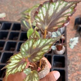 Begonia Helen Teupel (jiffy sized)