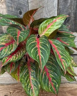 Aglaonema Red Emerald (single large plant)