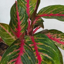 Aglaonema Red Emerald (single large plant)
