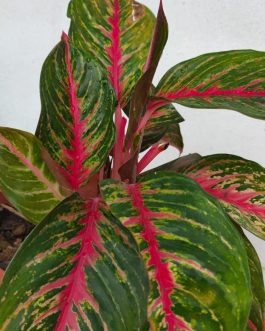 Aglaonema Red Emerald (single large plant)