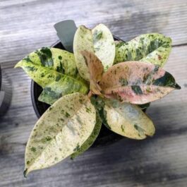 Ficus Elastica Rubber Shivereana (Single large plant )