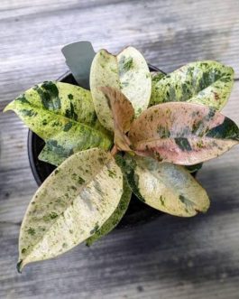 Ficus Elastica Rubber Shivereana (Single large plant )