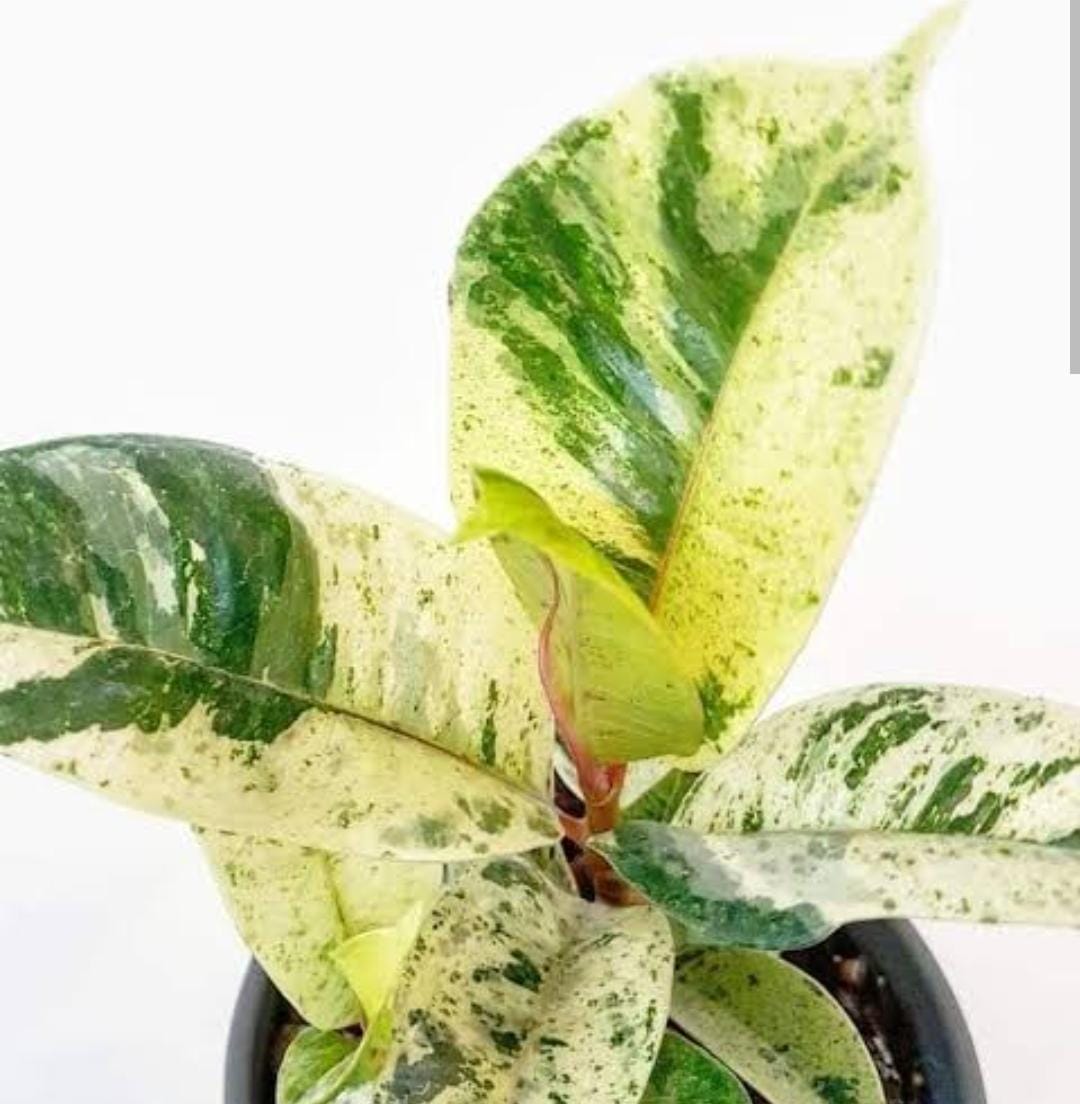 Ficus Elastica Rubber Shivereana (Single large plant ) - Image 4